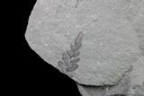 Pennsylvanian Fossil Fern (Neuropteris) Plate - Kentucky #154683-2